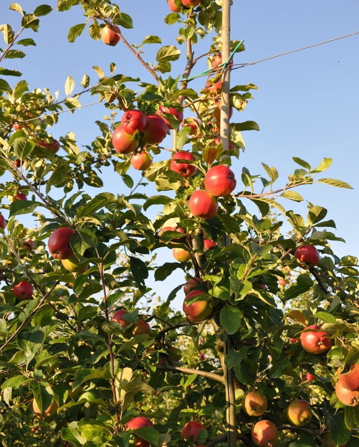 epler på trær