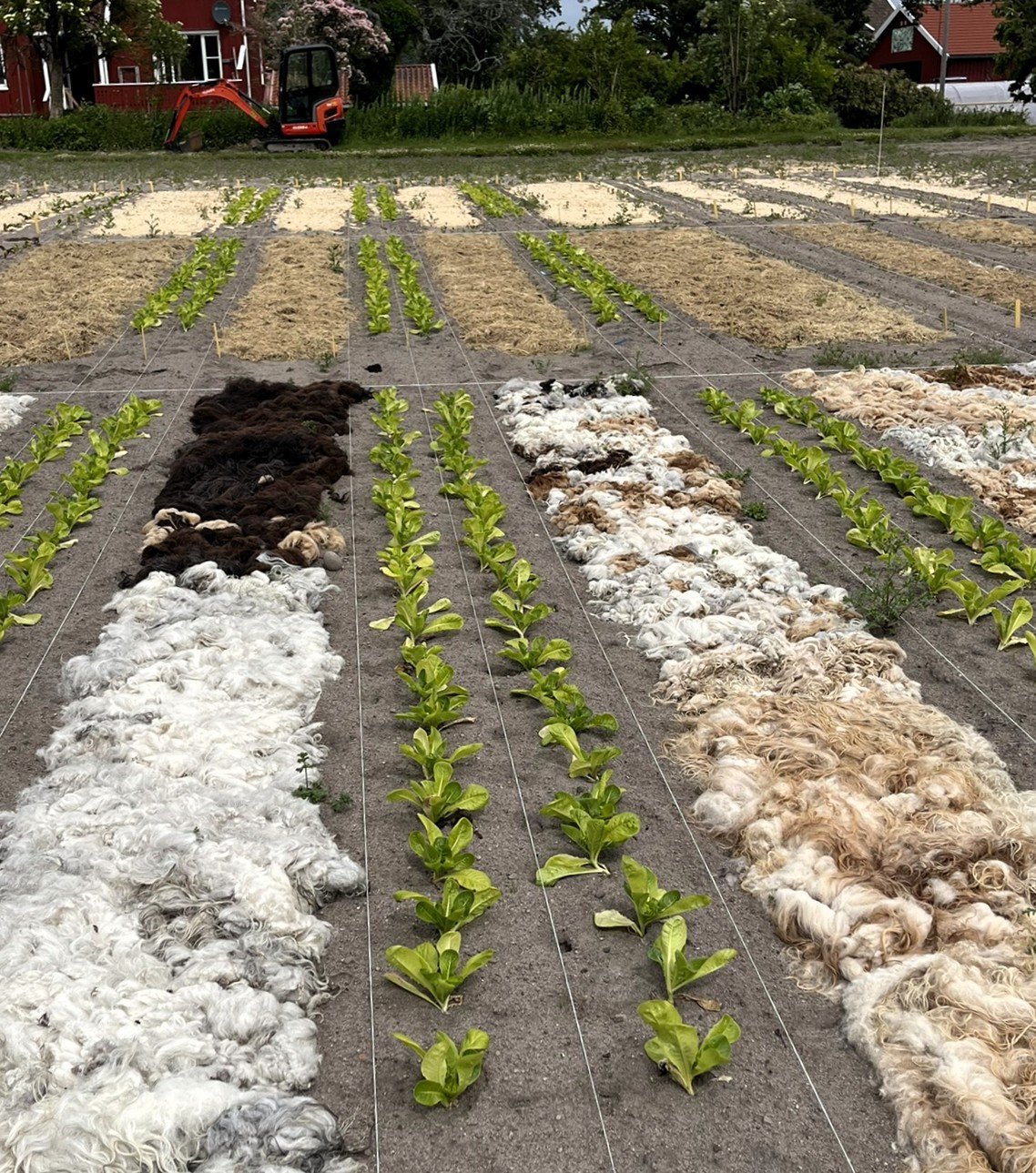 Det er brukt ulike materialer i gangane mellom grønnsaksfelta (faste bed), for å undersøke kor godt dei dekkjer mot utgras: Ull, flis og høy/graskutt. Foto: Emilie Sandell / NIBIO. Grønnsaker i rekker med ulikt materiale i gangene mellom