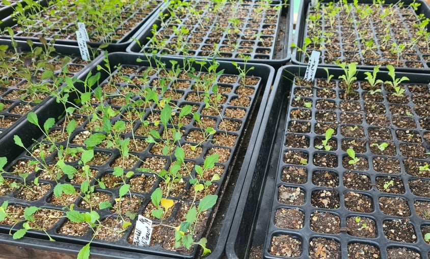 pluggplanter på rekke og rad