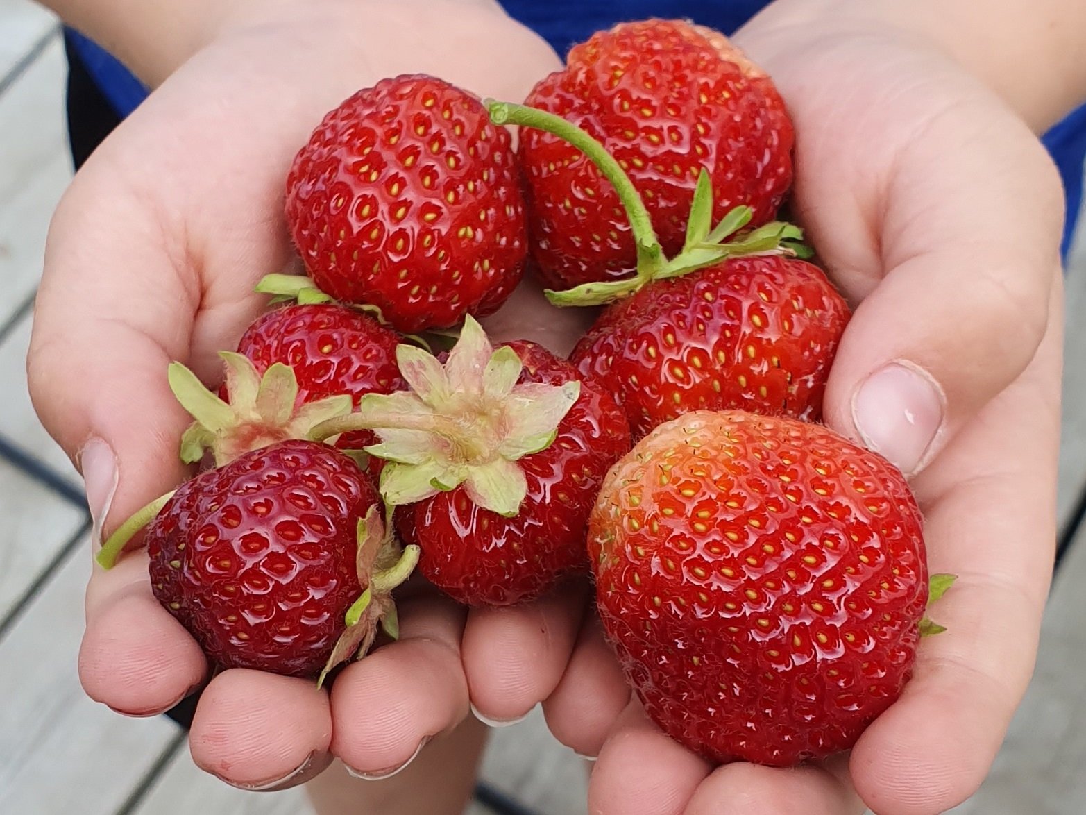 Jordbær i hender