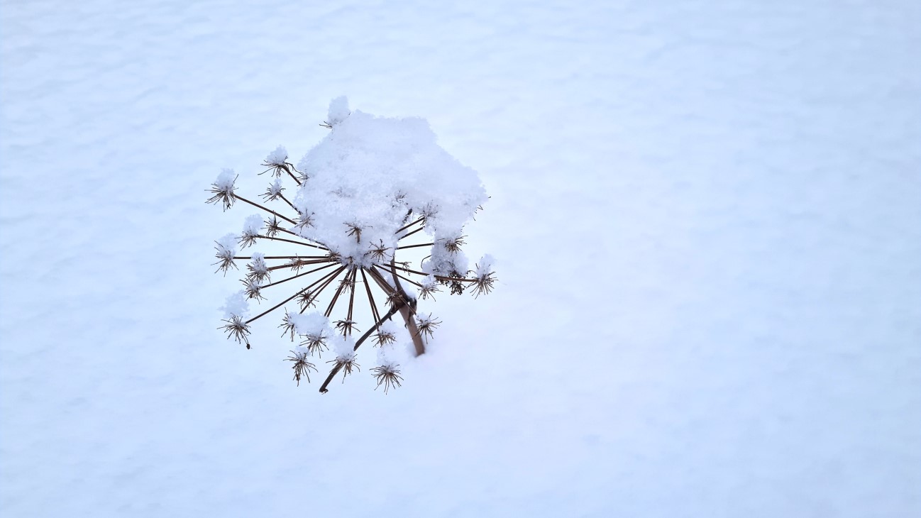 Tørr skjermplante som stikker opp av snøen.