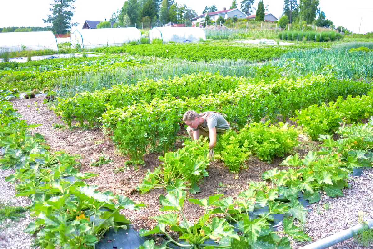 markedahage med produsent som høster i åkeren midt i bildet