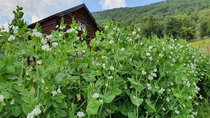 Sukkerertar i blomst på Nerol gard Foto: Anita Panman / SFOV. Sukkerertar i blomst på Nerol gard