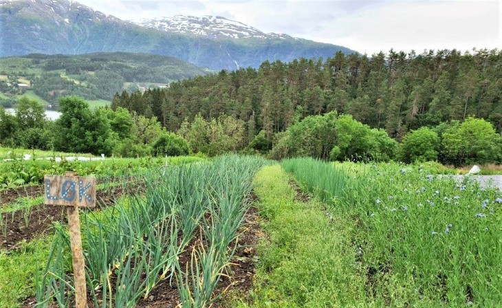 Løk-bed fra Ulvik andelslandbruk i Vestland fylke, sommeren 2020. Foto: Frøydis Linden / SFVL. Løk-bed fra Ulvik andelslandbruk i Vestland fylke, sommeren 2020.